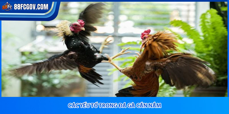 Các yếu tố trong đá gà cần nắm